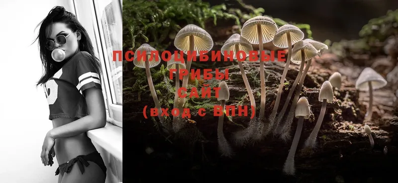 Псилоцибиновые грибы Magic Shrooms  Малая Вишера 